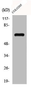 Western Blot analysis of Jurkat cells using CD108 Polyclonal Antibody