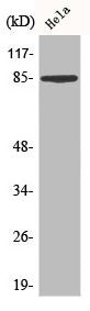 Western Blot analysis of HeLa cells using CD138 Polyclonal Antibody