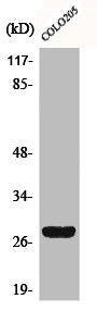 Western Blot analysis of COLO205 cells using CD160 Polyclonal Antibody