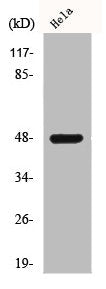 Western Blot analysis of HuvEc cells using CD172b Polyclonal Antibody