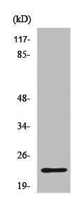 Western Blot analysis of K562 cells using CD179b Polyclonal Antibody