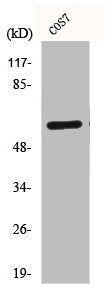Western Blot analysis of COS7 cells using CD19 Polyclonal Antibody
