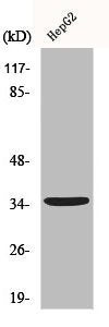 Western Blot analysis of HuvEc cells using CD1e Polyclonal Antibody