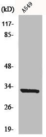 Western Blot analysis of A549 cells using CD20 Polyclonal Antibody