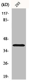 Western Blot analysis of 293 cells using CD298 Polyclonal Antibody
