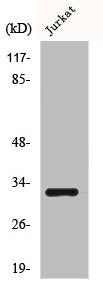 Western Blot analysis of Jurkat cells using CD300f Polyclonal Antibody