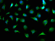 Immunofluorescence staining of A549 cells with CSB-PA001446LA01HU at 1:100, counter-stained with DAPI. The cells were fixed in 4% formaldehyde, permeabilized using 0.2% Triton X-100 and blocked in 10% normal Goat Serum. The cells were then incubat...