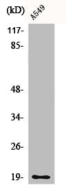 Western Blot analysis of A549 cells using CD3-δ Polyclonal Antibody