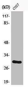 Western Blot analysis of COS7 cells using CD40 Polyclonal Antibody