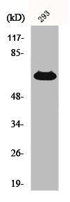 Western Blot analysis of 293 cells using CD5 Polyclonal Antibody