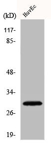 Western Blot analysis of COLO205 cells using CD70 Polyclonal Antibody
