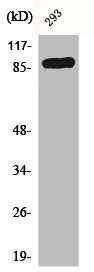 Western Blot analysis of 293 cells using CD71 Polyclonal Antibody