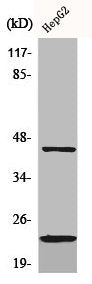 Western Blot analysis of HepG2 cells using CD83 Polyclonal Antibody