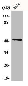 Western Blot analysis of HeLa cells using CD88 Polyclonal Antibody