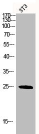 Western Blot analysis of 3T3 cells using CD9 Polyclonal Antibody