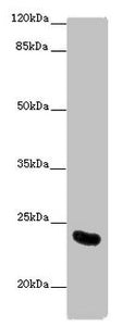 Western blot All lanes: AICDA antibody at 10 ug/ml + Mouse liver tissue Secondary Goat polyclonal to rabbit IgG at 1/10000 dilution Predicted band size: 24, 23 kDa Observed band size: 24 kDa