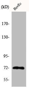 Western Blot analysis of HuvEc cells using Cdc16 Polyclonal Antibody