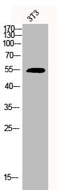Western Blot analysis of 3T3 cells using Cdc20 Polyclonal Antibody