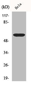 Western Blot analysis of Hela using Cdc25C Polyclonal Antibody