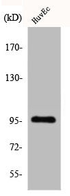 Western Blot analysis of COLO205 cells using Cdc27 Polyclonal Antibody