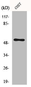 Western Blot analysis of MCF7 cells using Cdc37 Polyclonal Antibody