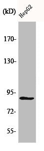 Western Blot analysis of HepG2 cells using CDC46 Polyclonal Antibody