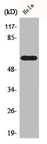 Western Blot analysis of HeLa cells using Cdc6 Polyclonal Antibody