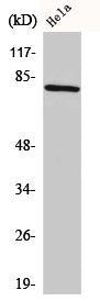 Western Blot analysis of HeLa cells using CDCP1 Polyclonal Antibody