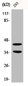 Western Blot analysis of 293 cells using Cdk10 Polyclonal Antibody