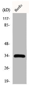 Western Blot analysis of HuvEc cells using Cdk2 Polyclonal Antibody