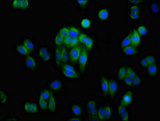 Immunofluorescence staining of HepG2 cells with CSB-PA001542LA01HU at 1:100, counter-stained with DAPI. The cells were fixed in 4% formaldehyde, permeabilized using 0.2% Triton X-100 and blocked in 10% normal Goat Serum. The cells were then incuba...