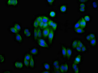 Immunofluorescence staining of HepG2 cells with CSB-PA001542LA01HU at 1:100, counter-stained with DAPI. The cells were fixed in 4% formaldehyde, permeabilized using 0.2% Triton X-100 and blocked in 10% normal Goat Serum. The cells were then incuba...