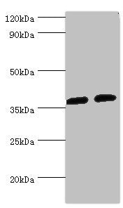 Western blot All lanes: AKR1C3 antibody at 8µg/ml Lane 1: K562 whole cell lysate Lane 2: Hela whole cell lysate Secondary Goat polyclonal to rabbit IgG at 1/10000 dilution Predicted band size: 37, 24 kDa Observed band size: 37 kDa