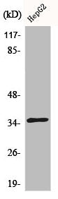 Western Blot analysis of COLO205 cells using CdkL4 Polyclonal Antibody