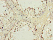 Immunohistochemistry of paraffin-embedded human testis tissue using CSB-PA001548LA01HU at dilution of 1:100