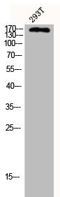 Western Blot analysis of 293T cells using CUX1 Polyclonal Antibody