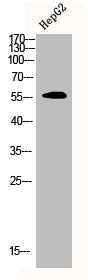 Western Blot analysis of HEPG2 cells using CDYL2 Polyclonal Antibody