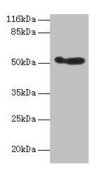 Western blot All lanes: ALDH3A1 antibody at 2µg/ml + 293T whole cell lysate Secondary Goat polyclonal to rabbit IgG at 1/10000 dilution Predicted band size: 51 kDa Observed band size: 51 kDa