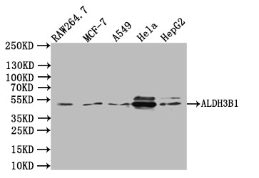 Western Blot Positive WB detected in:RAW264.7 whole cell lysate, MCF7 whole cell lysate, K549 whole cell lysate, Hela whole cell lysate, HepG2 whole cell lysate All lanes:ALDH3B1 Antibody at 1:1000 Secondary Goat polyclonal to rabbit IgG at 1/5000...