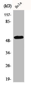 Western Blot analysis of HuvEc cells using CEP55 Polyclonal Antibody