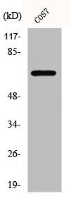 Western Blot analysis of COS7 cells using CEP70 Polyclonal Antibody
