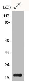 Western Blot analysis of HuvEc cells using Cerebellin 1 Polyclonal Antibody
