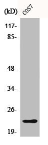 Western Blot analysis of COS7 cells using Cerebellin 2 Polyclonal Antibody