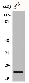 Western Blot analysis of COS7 cells using Cerebellin 4 Polyclonal Antibody
