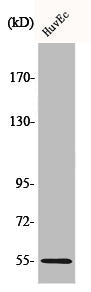 Western Blot analysis of COLO205 cells using c-Fgr Polyclonal Antibody