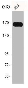 Western Blot analysis of 293 cells using c-Fms Polyclonal Antibody