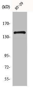 Western Blot analysis of HT29 cells using c-Fms Polyclonal Antibody
