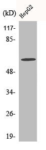 Western Blot analysis of HepG2 cells using c-Fos Polyclonal Antibody