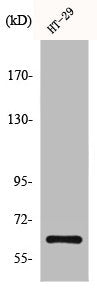 Western Blot analysis of Raw264.7 cells using c-Fos Polyclonal Antibody