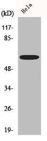 Western Blot analysis of Hela cells using AATF Polyclonal Antibody